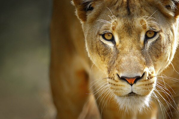 Predatory lioness with sandy color