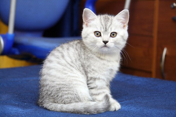 A small striped kitten is sitting on a blue