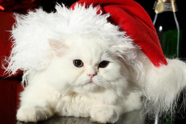 Eine weiße Katze in der Mütze von Santa Claus