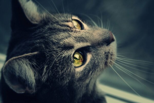 Gato con bigote mirando a un lado