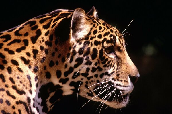 Perfil de leopardo sobre fondo negro