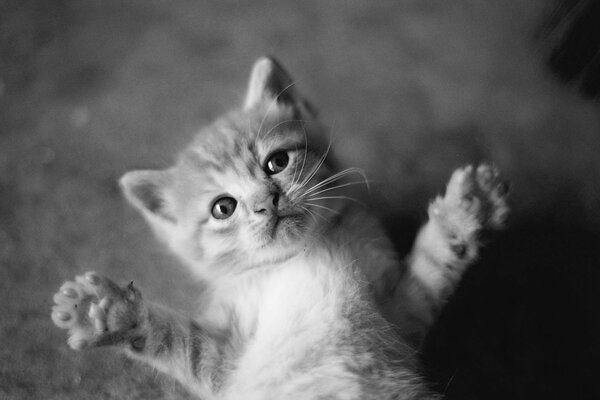 Pequeño gatito en una foto en blanco y negro