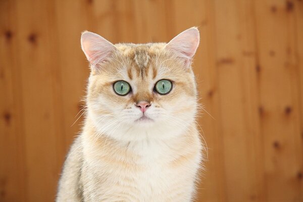 A blue-eyed cat poses for a portrait