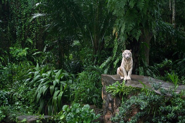 Biały Tygrys w zoo w Singapurze