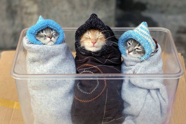 Cute kittens wrapped up like babies