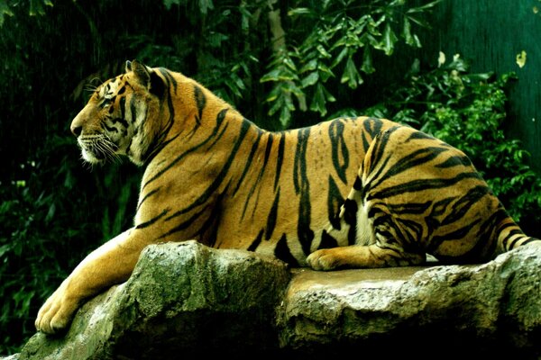 Elegante tigre, hermoso coño