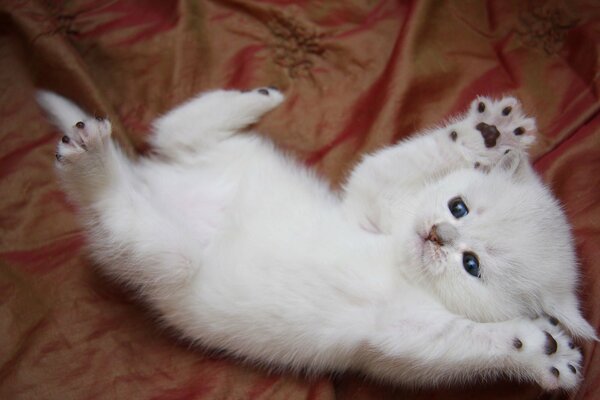 Funny white kitten with blue eyes