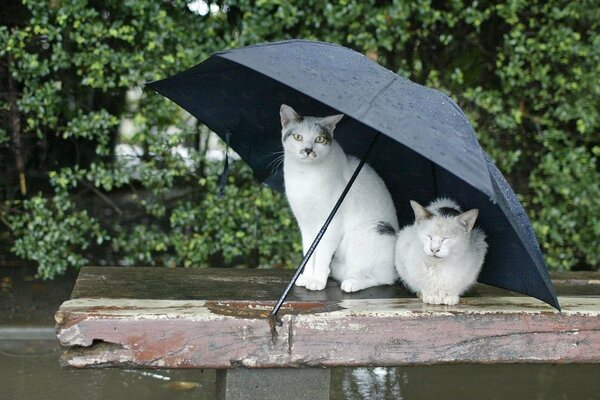 Weiße Katzen unter einem Regenschirm