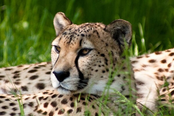 Ein erwachsener Gepard genießt die Sonne im grünen Gras