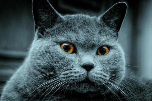 Le chat gris a vu la souris