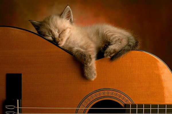 Bel gattino che dorme sulla chitarra