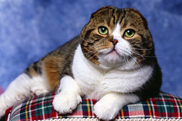 A very cute cat with green eyes in the photo