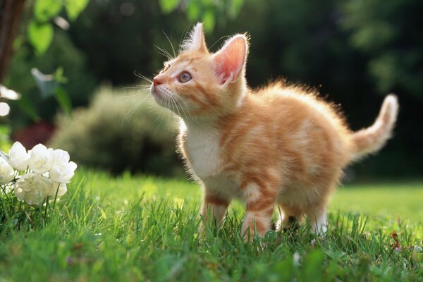 Red kitten on the lawn