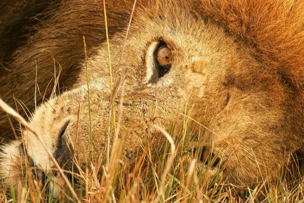 Regarder de plus près le Lion sauvage