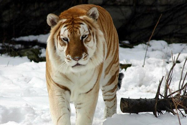 Tigre debout sur la neige. Près de la branche épaisse