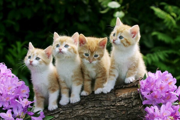 Четыре рыжих котенка в цветах