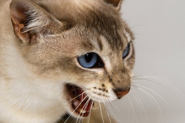 Böse Katze zischt auf den Täter