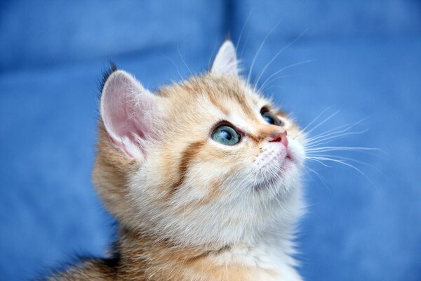 Petit chaton rayé avec des yeux bleus