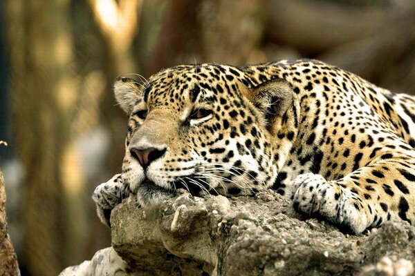 Ленивый леопард лежит на камне