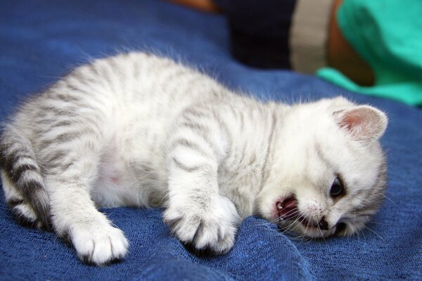 Indignación de un pequeño gatito británico