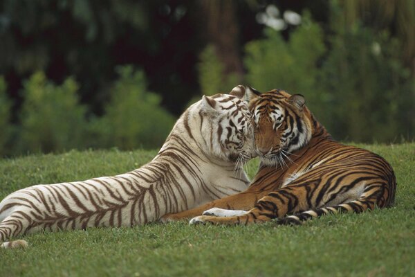 И среди хищников тигров есть любовь