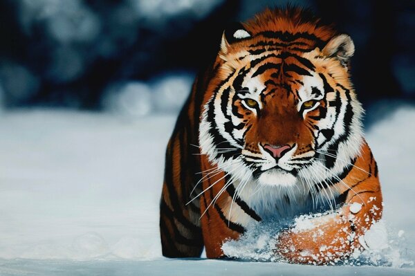 A bright fiery tiger walks through the snow drowning up to his chest