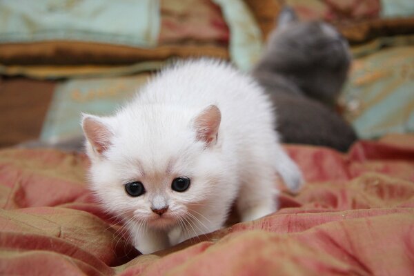 I am a fluffy white kitten, I have not caught mice more than once