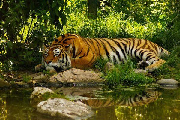 Tigre in posa pacifica vicino allo stagno