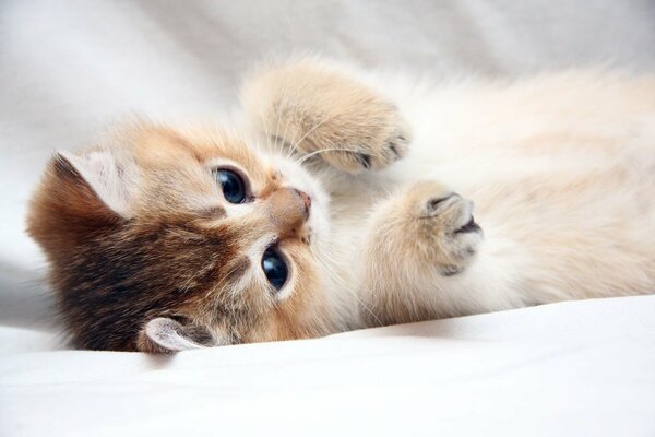 Chaton mignon se trouve sur le côté