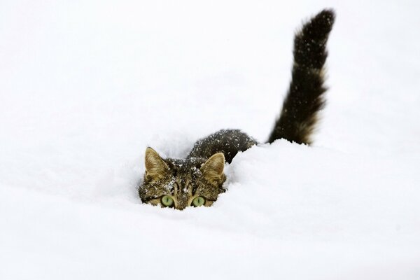 Un gato se esconde en la nieve en invierno