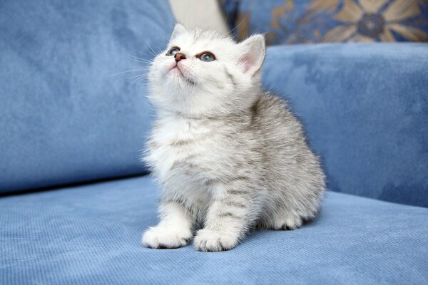 A small grey cat is sitting on the sofa