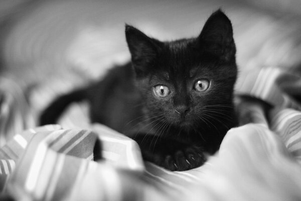 A black kitten in a white blanket