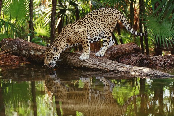 Ein Jaguar auf einem Wasserloch im Dschungel