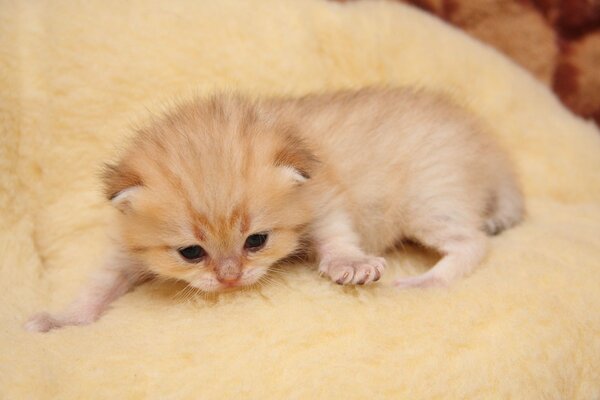 Pequeño gatito rojo