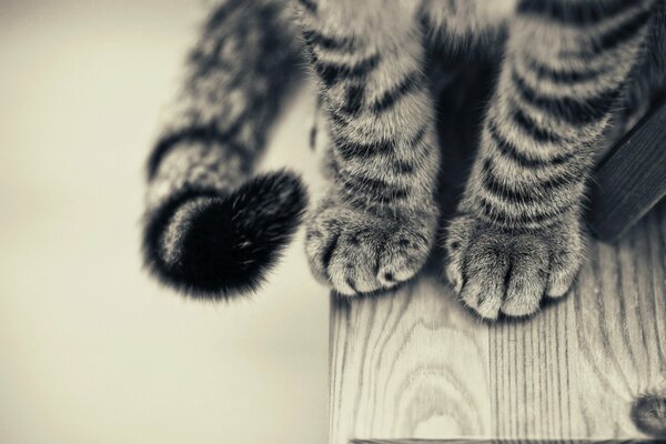 A beautiful cat with paws is standing on the table