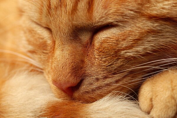 The red-haired cat is sleeping sweetly