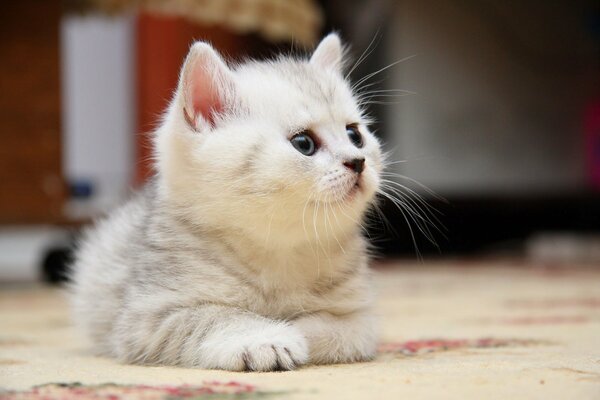 A little kitten is lying on the carpet