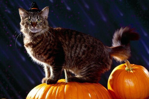 Maine coon on a big yellow pumpkin