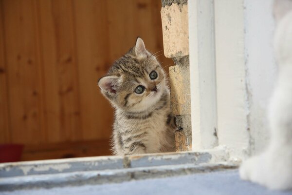 Petit chaton lorgnant du coin