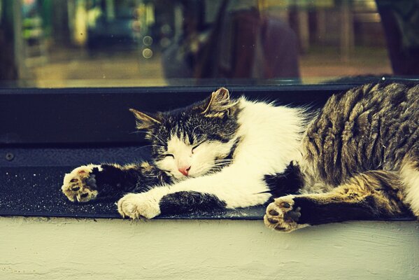 The cat is sleeping sweetly by the window