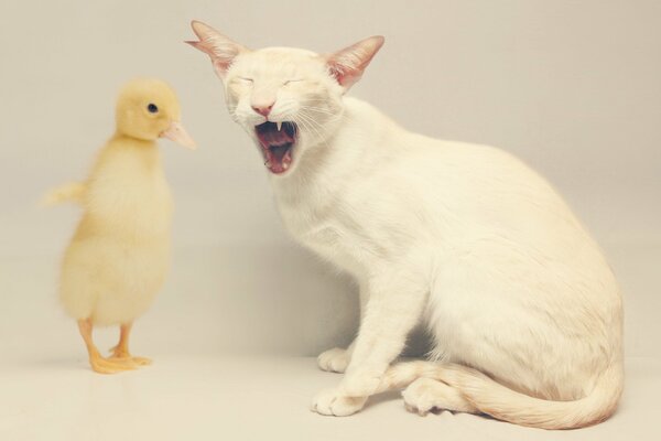 Gato aturdió a patito amarillo