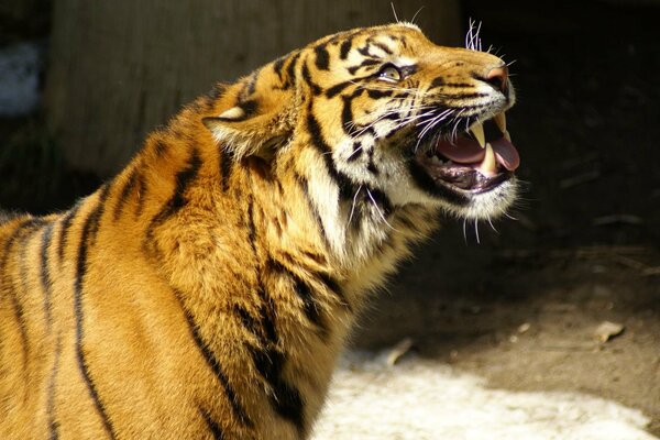 Un tigre grognant gracieux montre le sourire de ses crocs