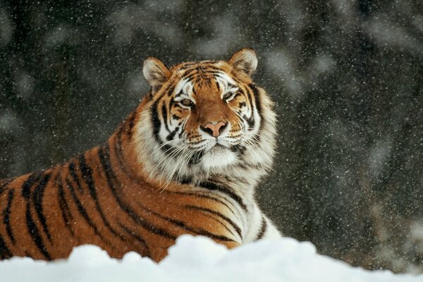 Der ussurische Tiger ruht sich nach der Jagd aus