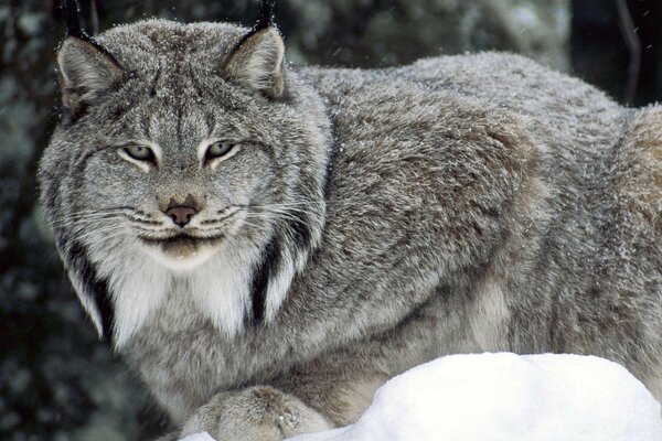 Lince gris en invierno en el bosque