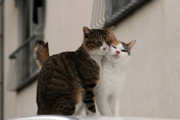 Amore di strada di una coppia di gatti