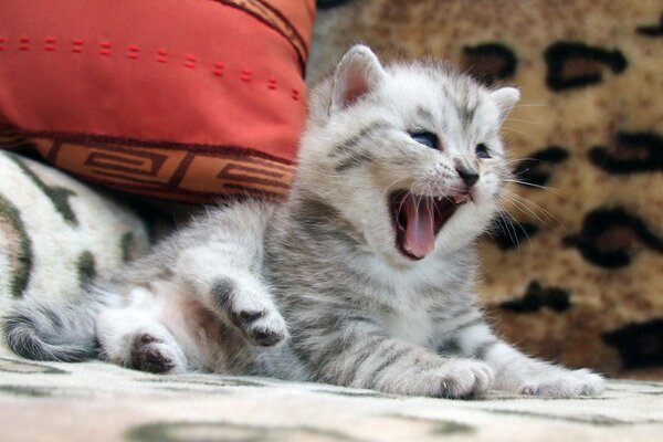 A little striped kitten yawns sweetly