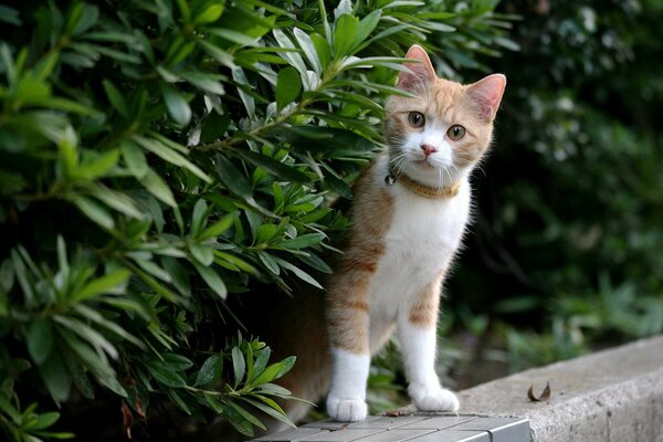 L animal regarde curieux de derrière le buisson