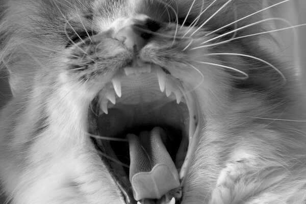 The cat has a tongue mustache fangs teeth in black and white