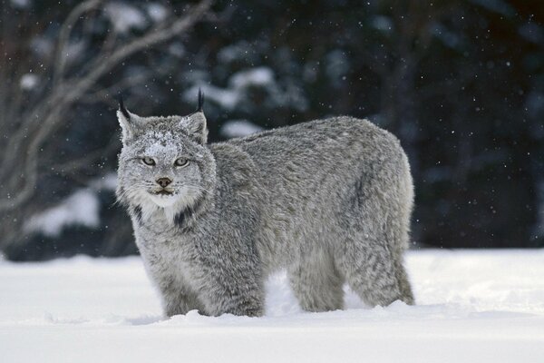 Lynx dans la neige. Lynx à la chasse