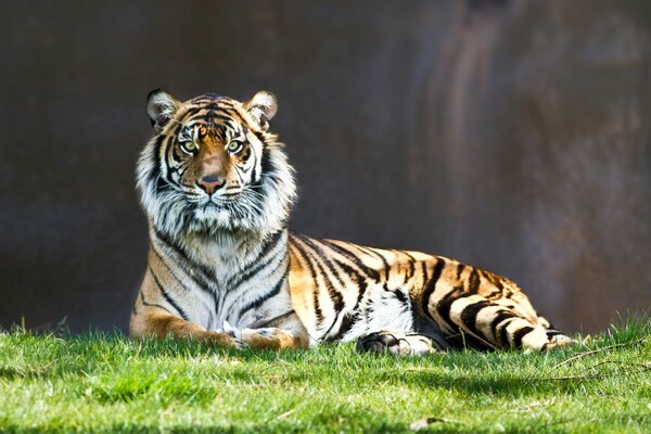 The lion is lying on the green grass on a dark background